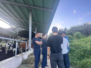 Calf Health and Growth: Why Barn Airflow Matters More Than You Think - RTFANS Industrial Ventilation & Cooling