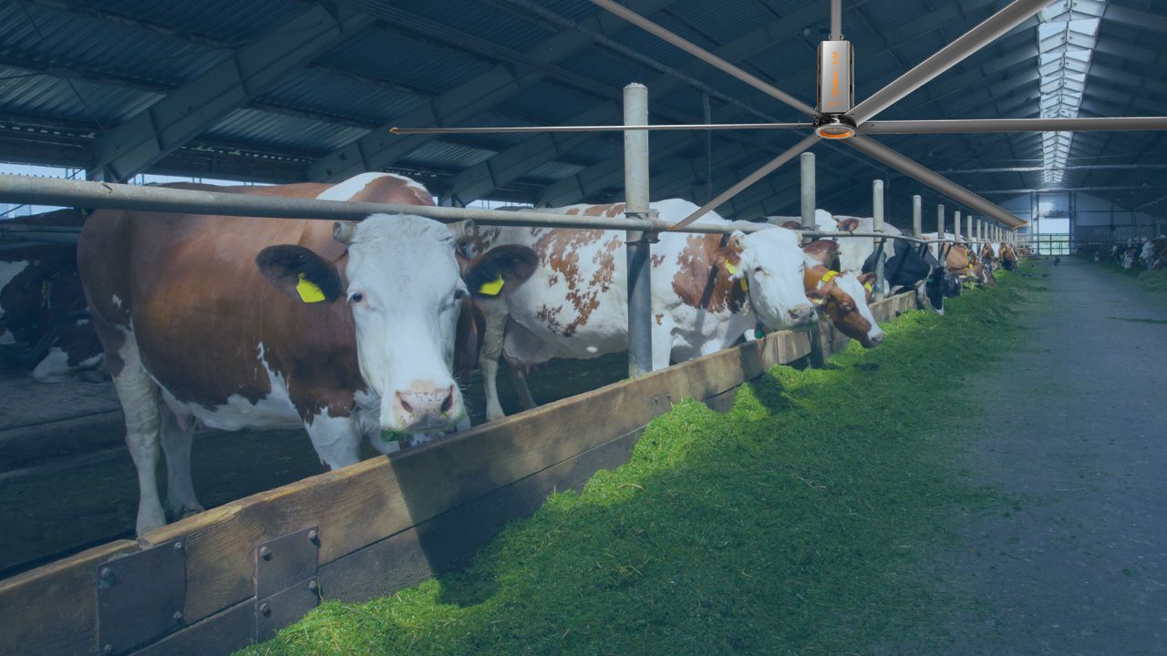 Big-ceiling-fans-for-cattle-horse-barns-001