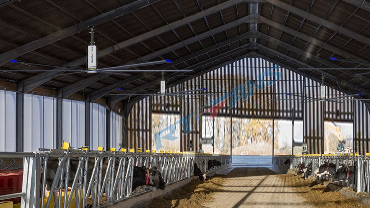 Big-ceiling-fans-for-cattle-horse-barns-002