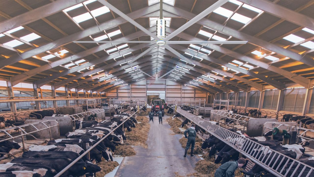 Big-ceiling-fans-for-cattle-horse-barns-005